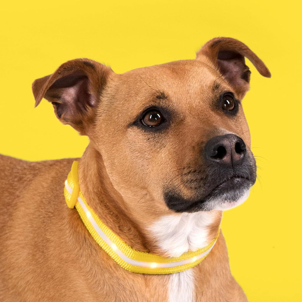 ' Safety LED Dog Collar – USB Rechargeable with Water Resistant Flashing Light